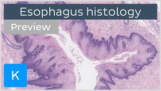 Esophagus normal histology slides diagrams guide preview  Human histology  Kenhub [upl. by Thapa]