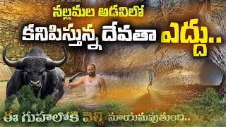 నల్లమల అడవిలో కనిపిస్తున్న దేవతా ఎద్దు   Mysterious Temple in Nallamala Forest [upl. by Regdor]