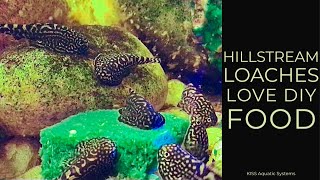 Hillstream Loaches Love DIY Homemade Food [upl. by Gore267]