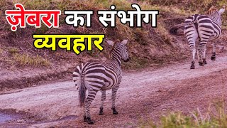 ज़ेबरा का संभोग व्यवहार  zebra mating रोचक जानकारी  Zebras Animal Mating Cycle In Hindi [upl. by Dlopoel]