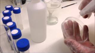 Sowing and sterilising orchid seeds from dry seed pods on to agar sowing media [upl. by Queston]