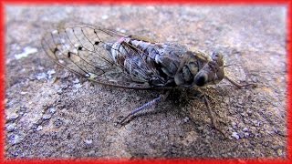 Cicadas sound in Provence Chant des cigales en Provence France HD videoturysta [upl. by Dranreb]