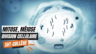 La mitose la méiose et les divisions cellulaires  SVT Collège [upl. by Anirol]