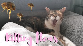 HOW TO TREAT FLEAS IN YOUR HOME AND ANIMAL [upl. by Ellsworth]