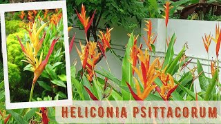 Heliconia Psittacorum  Parakeet flower  False bird of Paradise  Care amp Propagation [upl. by Flanna]