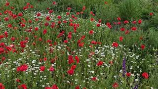 Wildflowers growing in the cereal fields stunningly beautiful weeds 4K [upl. by Lillie]