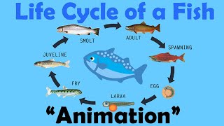 FISH LIFE CYCLE  Animation [upl. by Oibaf]