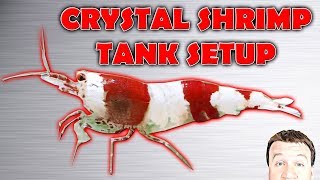 HOW TO Setup Crystal Red and Black Shrimp Tank and Caridinia [upl. by Liu]