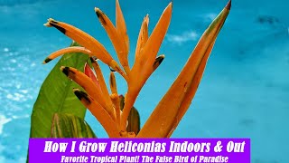 How I Grow Heliconias Indoors and Outside  False Bird of Paradise [upl. by Sneve612]