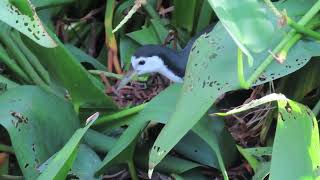 tai po kau nature reserve amp sha tin park birdwatching 沙田公園大埔滘自然護理區觀鳥 [upl. by Certie527]