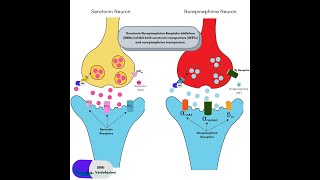 Serotonin Norepinephrine Reuptake Inhibitors SNRIs  Effexor  Venlafaxine  Cymbalta  Pristiq [upl. by Adnyl535]