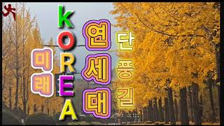 KOREA한국의 가을 단풍 원주 연세대 미래 캠퍼스 은행나무 낭만단풍길 가을속으로 [upl. by Ardis15]