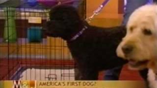 Bocker the Labradoodle on the Mike and Juliet Morning Show January 2009 [upl. by Jillie]