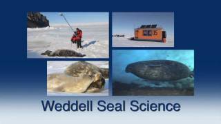 Why Study Weddell Seals [upl. by Hax55]