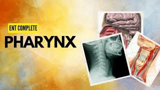 Pharynx Anatomy 2 ENT lectures [upl. by Notsur]