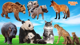 Cute Little Animals  Bear Pig Fox Hippo Panda Cat Leopard  Animal Sounds [upl. by Oralee23]