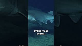 SixGilled Shark  The Deep Sea Mystery animals wildlife fish nature SixGilledShark [upl. by Samohtnhoj189]