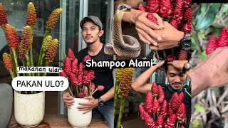 Shampoo alami dari lempuyang [upl. by Hugibert]