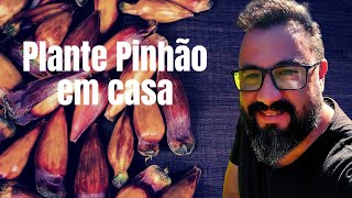 COMO PLANTAR PINHÃO PASSO A PASSO EM CASA INCRIVEL O RESULTADO [upl. by Eseilanna]