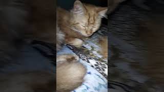 quotA Day in the Life of My Cats Vlog Stylequotcatvideos shorts trending shortvideo TheCatLounge15 [upl. by Drooff728]