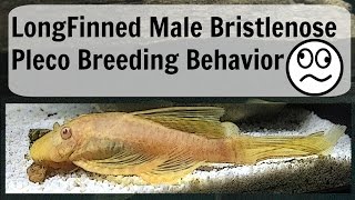 Longfin Male Bristlenose Pleco Breeding Behavior [upl. by Knapp483]