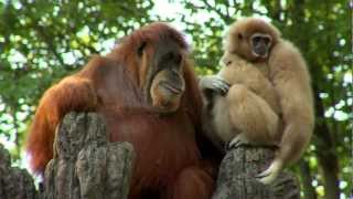 Orangutan Loves Gibbon Baby  Cincinnati Zoo [upl. by Guerin]