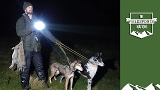 Lamping rabbits with lurchers – fast runs [upl. by Errecart]