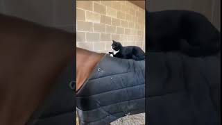 Funniest Cat Moments Ever 🐱😂  Hilarious Cat Videos Compilation  Part 45 [upl. by Euqirdor903]