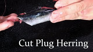 How to rig a Cut Plug Herring for Salmon Fishing Great for Trolling and Mooching [upl. by Yelrebma517]