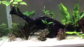 My 2nd Aquascape Boyu XF 80 White [upl. by Yraunaj]