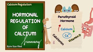 Hormonal Regulation of Calcium  Summary  Endocrine Physiology [upl. by Fitts]