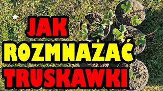 Jak rozmnażać truskawki 🍓 Ukorzenianie truskawek 🍓 [upl. by Manwell308]