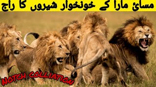 Notch lion and his five sons of Masai Mara full documentary in hindi  NOTCH और उसके 5 [upl. by Oecile706]