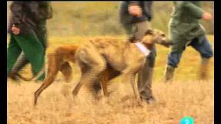 LXXII Campeonato nacional de Galgos Jara y Sedal parte 1 Pasionporlacazaestl [upl. by Mallin]