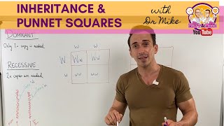 Inheritance and Punnett squares [upl. by Ecnedurp]