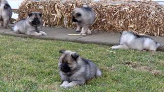 Keeshond Puppies for Sale [upl. by Brookner718]