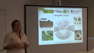 Transesterificación in situ a partir de semillas de Jatropha Curcas [upl. by Fital]