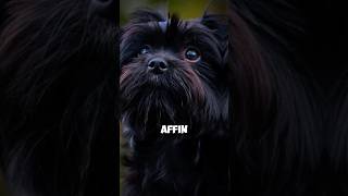 Facts about affenpinscher dog that usually people don’t know 😮viralshorts facts animals [upl. by Haelhsa]