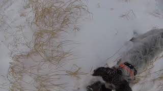 German wirehaired pointer bird dog puppy  Hunting preserve chukar [upl. by Yentirb]