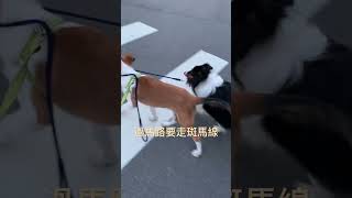 蘇格蘭牧羊犬帶喜樂蒂牧羊犬過馬路 cute shltie roughcollie lassie [upl. by Annola]