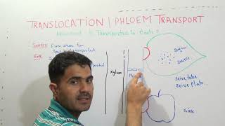 Translocation or phloem transport in Urdu hindi by Dr Hadi [upl. by Aileek751]