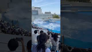 須磨水族館 シャチ [upl. by Apfelstadt561]