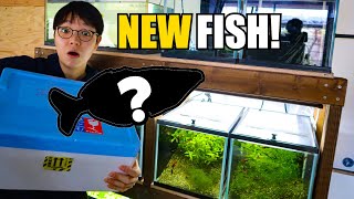 BUYING RARE FISH for BREEDING PROJECT [upl. by Appilihp]