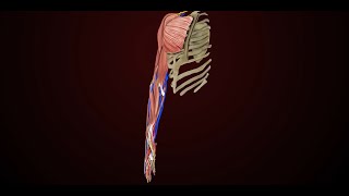 VA disability ratings for Muscle Injuries The Forearm and Hand [upl. by Atteragram923]