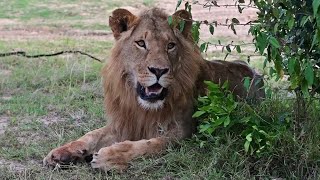 Sub adult Male Lion in Bush  Fig Tree Pride  Masaimara  1 November 2024 [upl. by Akcir]