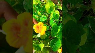 Meesho se mangle Huye seeds ka nasturtium plant homegardening homegarden shortsfeed ✨️🌟💫👌 [upl. by Ennaj613]