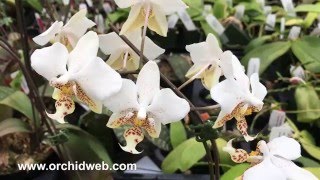 OrchidWeb  Phalaenopsis stuartiana [upl. by Koral]