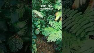 Discover the Daintree Rainforest A Journey Through Time [upl. by Lochner356]