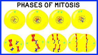 Phases of Mitosis and Cell Division [upl. by Einahpets551]