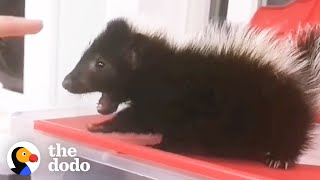 Baby Skunk Stomps His Tiny Feet When He Wants To Dominate  The Dodo [upl. by Guilbert212]